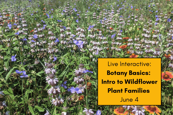 Botany Basics: Intro to Wildflower Plant Families