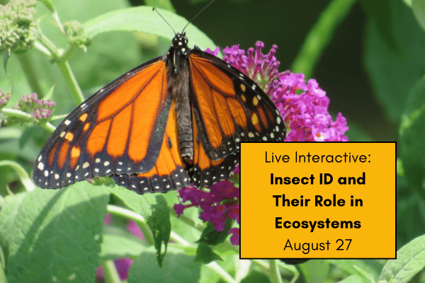Insect ID